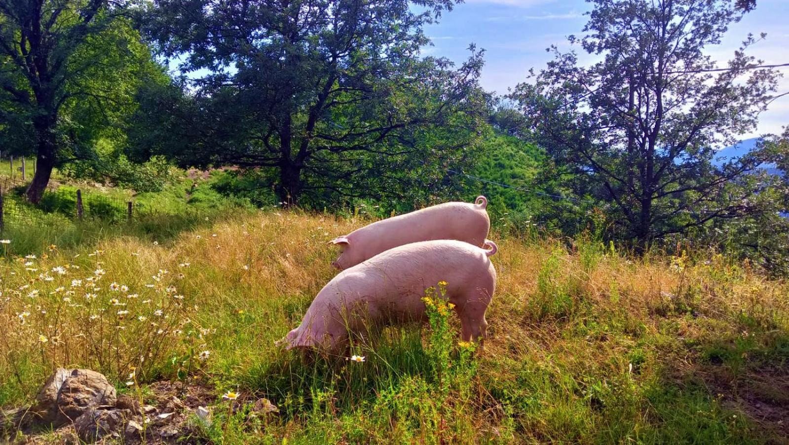 Terra Del Bosco Agriturismo Sesta Godano المظهر الخارجي الصورة